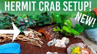 NEW TANK Hermit Crab Tank Setup  Loris Hartland [upl. by Dehlia]