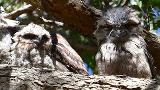 Tawny frogmouth family Nov 2024 Perth Western Australia [upl. by Canale19]