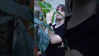 Watch full video ⬆️ plantcollection update walkthrough tour plants houseplants pest bad [upl. by Lauri]