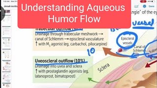 Aqueous Humor pathway ophthalmology 4  First Aid USMLE Step 1 in UrduHindi [upl. by Yovonnda35]