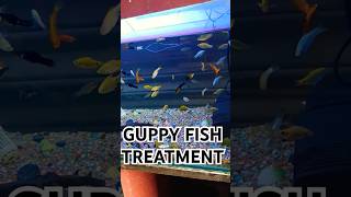 GULPY FISHguppyfishguppyguppiesfypシ゚viralfypviralvideoviralshortguppyfishcullingaquarium [upl. by Laurin]