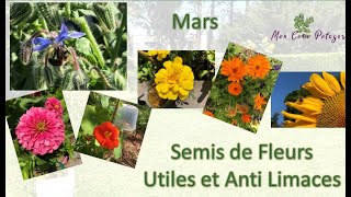 Semis Fleurs Utiles et Anti Limaces [upl. by Annice469]