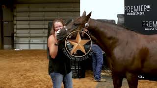 2024 Best of Texas Premier Horse Sale Recap [upl. by Quincy]