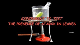 Class 10 science life process activity 61 to test the presence of starch in leaves [upl. by Ahsiatal915]