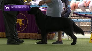 Retrievers FlatCoated  Breed Judging 2023 [upl. by Rodi]