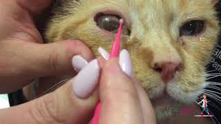 How to perform corneal cytology in a cat  VETgirl Veterinary Continuing Education Videos [upl. by Aratihc]