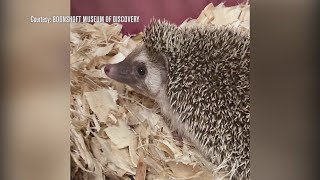 Groundhog Day Boonshoft’s Walnut the hedgehog to predict spring [upl. by Drofiar529]