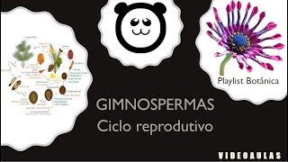 Gimnospermas  ciclo reprodutivo [upl. by Wager121]