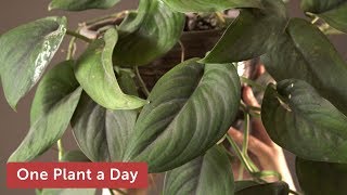 Scindapsus pictus Jade Satin Silver Pothos Houseplant Care – 362 of 365 [upl. by Loma]