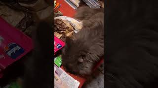 Im LeckerliRausch  youtubehighfive pfotiundschwärzel katze [upl. by Nnairahs]