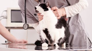 Fibrosarcoma nel gatto come riconoscerlo e curarlo Ne parla la Drssa Elisabetta Merlin [upl. by Malinowski]