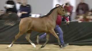 Cavalli Arabi Bellissimi \ Arabian Horses  Fieracavalli Verona Italy 2023 [upl. by Akitan362]