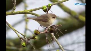 Pouillot Véloce est un oiseau protégé en France réalisation de Malay Phcar [upl. by Nadual]