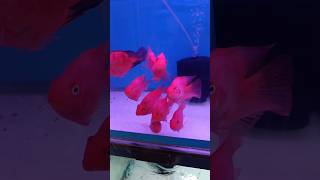 💥🐬Polar Parrot Fish Tank Mates🐠 இந்த மீன் இருந்தா போதும்🐟 shorts aquarium kolathur fish [upl. by Atnima660]