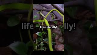 The Green Mamba Natures TreeClimbing Assassin [upl. by Tnomed]