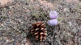 133 Geocaching Along the Trail in Northern Colorado [upl. by Sivad]