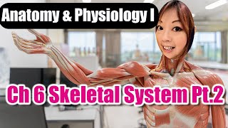 Ch 6 Skeletal System Part 2 [upl. by Naara310]