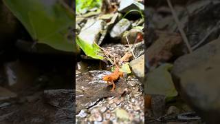 Finding a redspotted newt [upl. by Nalepka194]