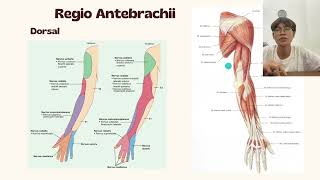 Anatomi Regio Antebrachii dan Manus [upl. by Ecineg]