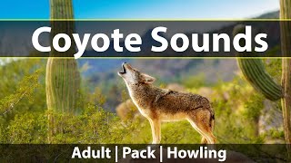 Coyote Sounds Listen to howling yipping and screaming sounds of coyotes [upl. by Toma27]