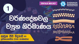 වර්ණදේහවල ව්‍යුහ නිර්මාණය Architecture of Chromosomes  EduTalk Biology [upl. by Ahsiyn786]