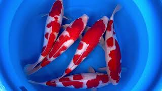 Hiroi Koi Farm Kohaku 48cm [upl. by Fredrika]