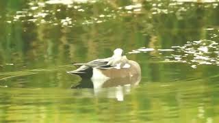 American wigeon  Humber Bay Park Toronto [upl. by Swainson]