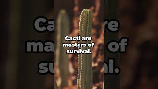 How to Water Cacti Correctly  Essential Tips [upl. by Pia]