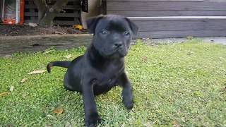 8 week old Staffy Puppy [upl. by Beverley760]