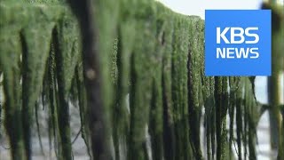 Seaweed Farming  KBS뉴스News [upl. by Itirp]