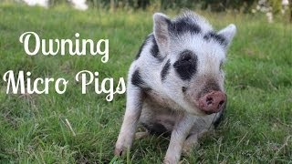 Thing To Consider Prior to Getting Micro Pigs amp Preparation [upl. by Ttocserp]