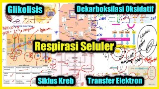 Tahapan Respirasi Seluler Glikolisis Dekarboksilasi Oksidatif Siklus Kreb Transfer Elektron [upl. by Aseram]