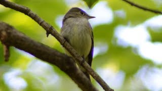 Acadian flycatcher call loud sound [upl. by Arreip696]