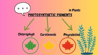 What are photosynthetic pigments in plants I Pritis Bio Journey I Dr Priti [upl. by Anerec]