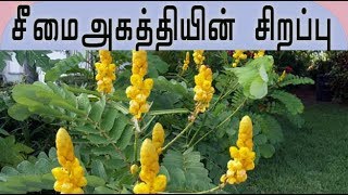 Cassia alata plant medicinal uses  சீமைஅகத்தியின் வைத்திய முறைகள் [upl. by Pepe730]