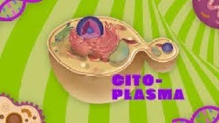 CITOPLASMA  CITOLOGIA  COM TINOSSY [upl. by Ihsakat]