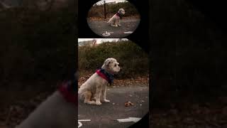 Wheaten Terrier shows the way Lorton dogtricks wheatenterrier wheatonterrier [upl. by Alien]