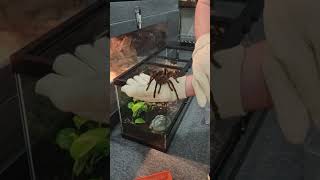 Rehousing my Theraphosa stirmi Tarantula Stacey [upl. by Kcirdneked]