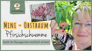 Obstbäume 🌳 im Hausgarten  Mini 🍑 Pfirsichbaum pflanzen [upl. by Lleryd]