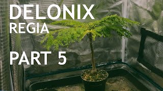 Delonix Regia Part 5 [upl. by Cathe315]