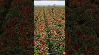 Chinas amazing chilli farming technique 😨 [upl. by Gilliette]