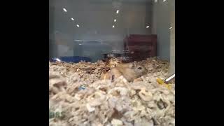 Im getting new gerbils in 2 weeks [upl. by Brandise968]