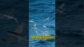 Meet the AMAZING Marine Flying Fish [upl. by Leahcimauhsoj]