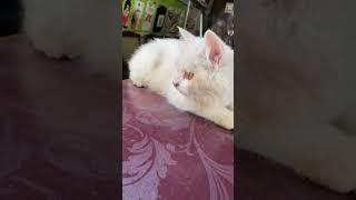 Most Beautiful cat kitten kitty cat cats catslovers [upl. by Ainevul]