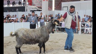 Honamlı Teke ve Merinos Koç Güzellik Yarışması [upl. by Onoitna]