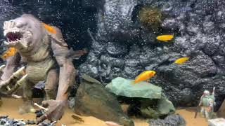 Star Wars rancor theme African cichlids tank [upl. by Kizzie934]