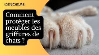 🛋️ Comment protéger les meubles des griffures de chats  🐈 [upl. by Lletnuahs715]