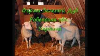 Romanov sheep lambs  ram lacaune  5 hybrid [upl. by Thatcher848]