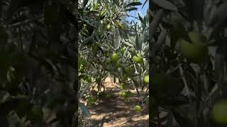 organic olives organic extra virgin olive oil talagangpakistan [upl. by Pitchford]