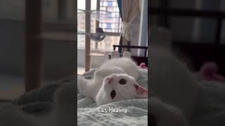 Like and Subscribe ❤ Cat Healing healingcat cat cats catlover catshorts catvideos [upl. by Montano]